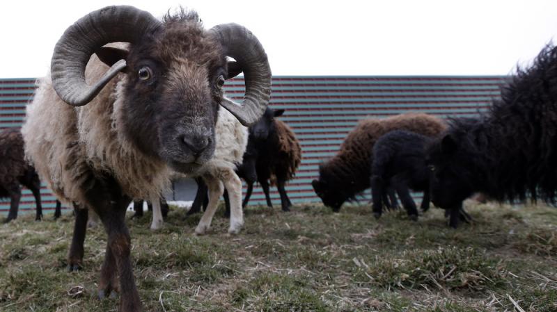 Sheep used to replace gas-guzzling lawn mowers graze at a truck warehouse at Evry, south of Paris. Sheep used to replace gas-guzzling lawn mowers graze at a truck warehouse at Evry, south of Paris.