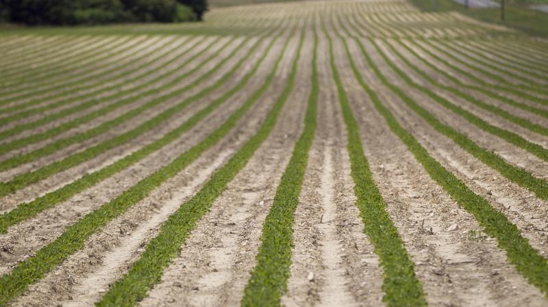 Peanut plants grow on a Halifax, N.C., farm that received federal subsidies in 2011. Peanut plants grow on a Halifax, N.C., farm that received federal subsidies in 2011.