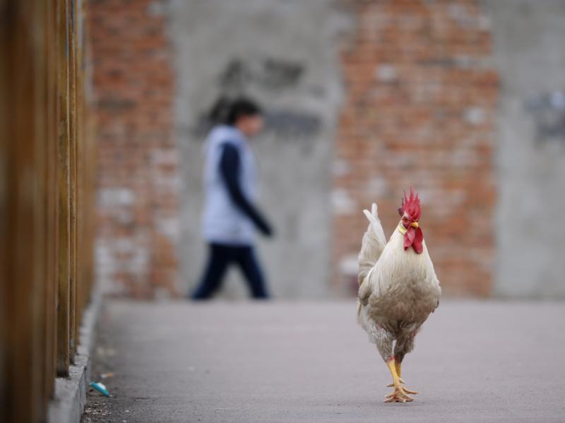 A cockerel walks on a bridge in a residential area of Beijing. The Chinese are beginning to destroy thousands of birds in an effort to stamp out the presumed source of H7N9 infection. A cockerel walks on a bridge in a residential area of Beijing. The Chinese are beginning to destroy thousands of birds in an effort to stamp out the presumed source of H7N9 infection.