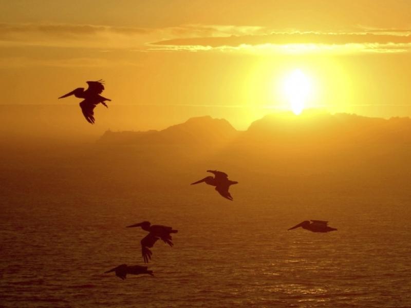 Birds silhouetted against the sun Birds silhouetted against the sun
