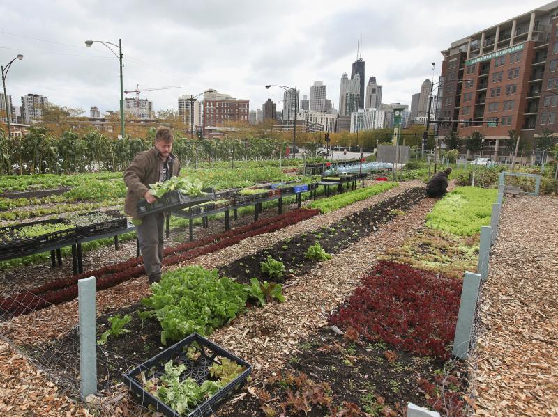 Nathan Whittaker harvests produce at City Farm in Chicago, in 2011. Nathan Whittaker harvests produce at City Farm in Chicago, in 2011.