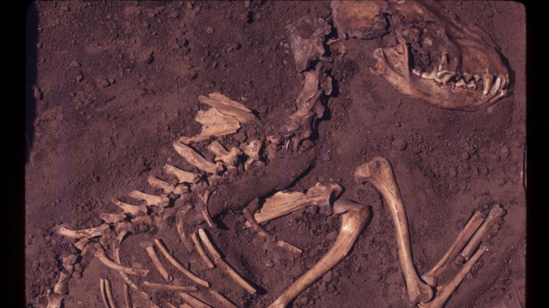 A dog burial in Greene County, Ill. This fossil dates back to about 8,500 years ago. A dog burial in Greene County, Ill. This fossil dates back to about 8,500 years ago.