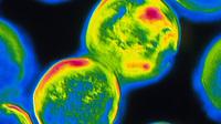 This bacterium-like microbe, Archaeoglobus fulgidus, seen here in a false-color image, can live in the high temperatures found near deep-sea vents. They can also survive by consuming perchlorate, a chemical used in rocket fuel. This bacterium-like microbe, Archaeoglobus fulgidus, seen here in a false-color image, can live in the high temperatures found near deep-sea vents. They can also survive by consuming perchlorate, a chemical used in rocket fuel.