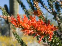 ocotillo flower ocotillo flower