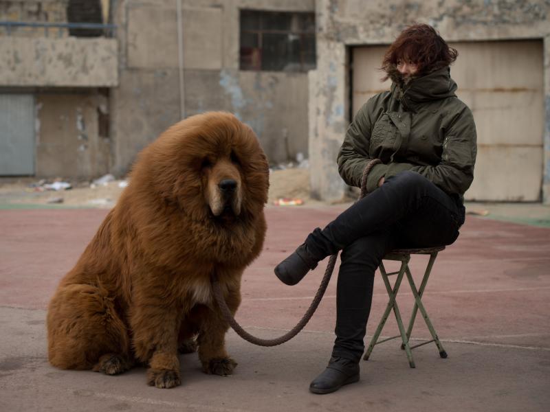 A zoo in central China's Henan province swapped a dog — a Tibetan mastiff like the one shown here — for a lion, in another story that recently swept Chinese cyberspace. A zoo in central China's Henan province swapped a dog — a Tibetan mastiff like the one shown here — for a lion, in another story that recently swept Chinese cyberspace.