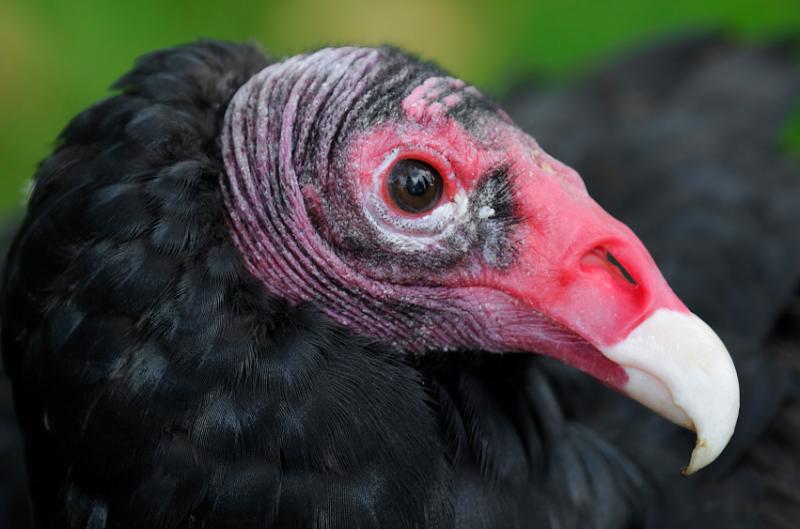 Turkey vulture droppings can strip paint, kill grass and sicken pets. The droppings also smell really bad. Turkey vulture droppings can strip paint, kill grass and sicken pets. The droppings also smell really bad.
