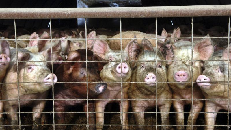 Young pigs stare out of a pen at a hog farm in North Dakota. In coming months, consumers will start to see a new label on some packages of pork: Produced Young pigs stare out of a pen at a hog farm in North Dakota. In coming months, consumers will start to see a new label on some packages of pork: Produced