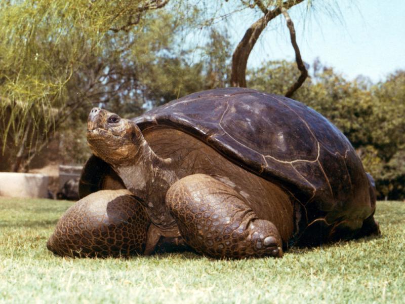This undated photo from the San Diego Zoo shows Speed, a Galapagos tortoise that has been at the zoo since 1933. The zoo reported Friday that Speed had been euthanized at an estimated age of more than 150 years. This undated photo from the San Diego Zoo shows Speed, a Galapagos tortoise that has been at the zoo since 1933. The zoo reported Friday that Speed had been euthanized at an estimated age of more than 150 years.