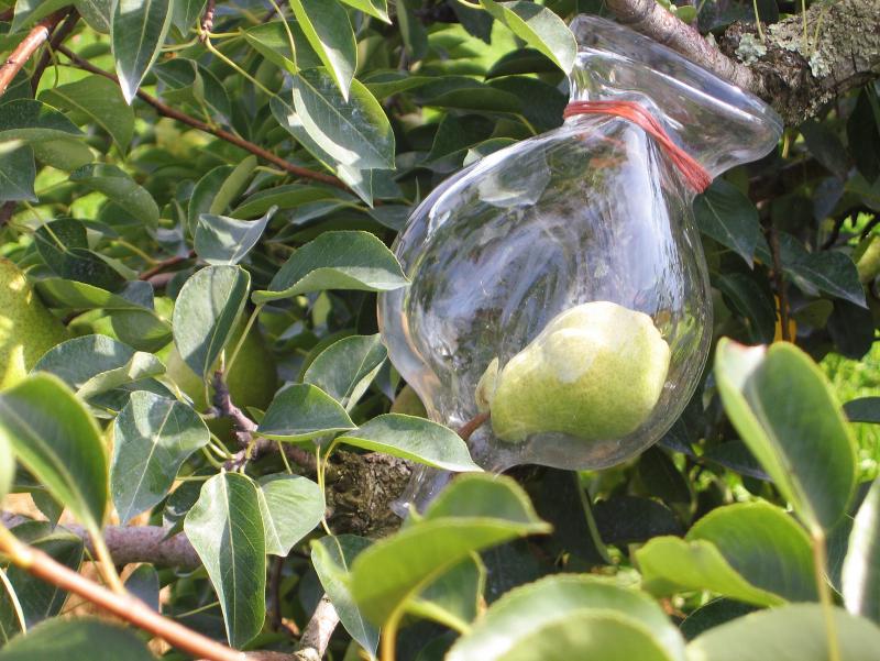 A pear in a bottle at Westford Hill Distillery's orchard in Ashford, Conn. A pear in a bottle at Westford Hill Distillery's orchard in Ashford, Conn.