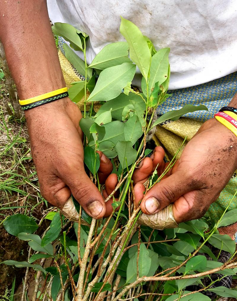 Franklin Canacuan strips the leaves from his coca bushes in southern Colombia. He says his daughter became ill after she was doused with weed killer while playing outside. Franklin Canacuan strips the leaves from his coca bushes in southern Colombia. He says his daughter became ill after she was doused with weed killer while playing outside.