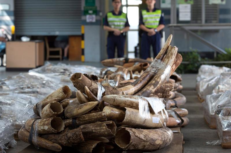 Customs officers in Hong Kong stand guard near several tons of ivory tusks seized during an anti-smuggling operation in 2012. The tusks and other ivory items had been shipped inside two containers from Tanzania and Kenya. Customs officers in Hong Kong stand guard near several tons of ivory tusks seized during an anti-smuggling operation in 2012. The tusks and other ivory items had been shipped inside two containers from Tanzania and Kenya.