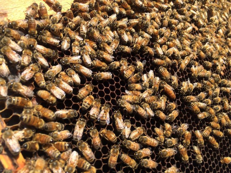 Dry conditions in California have limited the amount of pollen and nectar bees can collect. Dry conditions in California have limited the amount of pollen and nectar bees can collect.