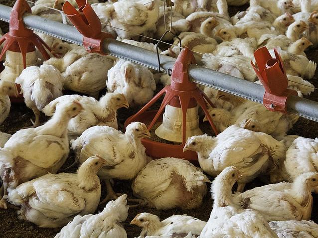 Young broilers nibble feed at a chicken farm in Luling, Texas. The Food and Drug Administration has issued new guidance on how drug companies label antibiotics for livestock. Young broilers nibble feed at a chicken farm in Luling, Texas. The Food and Drug Administration has issued new guidance on how drug companies label antibiotics for livestock.