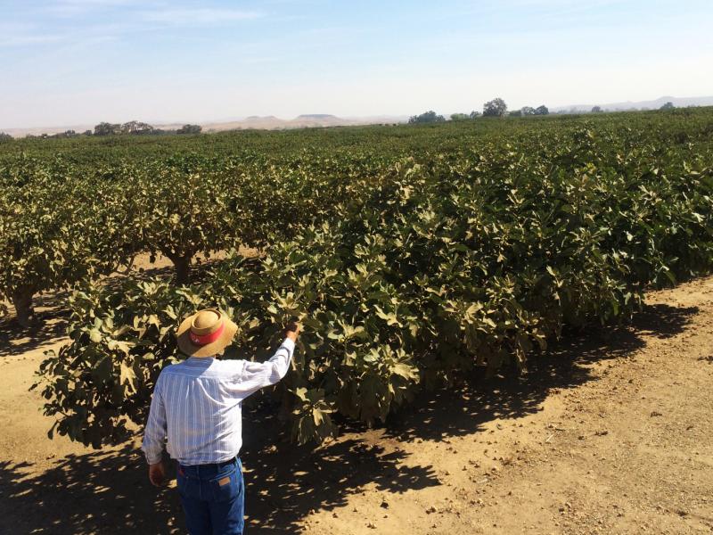 Paul Mesple is a fig farmer near the Central Valley town of Chowchilla, Calif. He and his partner farm around 2,000 acres of figs. Paul Mesple is a fig farmer near the Central Valley town of Chowchilla, Calif. He and his partner farm around 2,000 acres of figs.