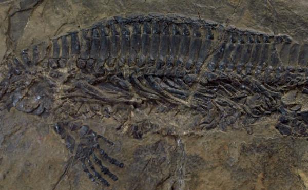 Mounted specimen of Hupehsuchus nanchangensis on display at the Paleozoological Museum of China Mounted specimen of Hupehsuchus nanchangensis on display at the Paleozoological Museum of China