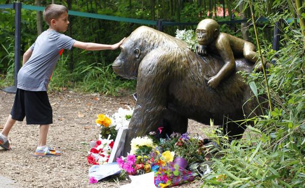 The mother of a 3-year-old boy was not negligent when he fell into part of the Cincinnati Zoo's Gorilla World exhibit, officials say. Here, a boy touches a bronze statue at the zoo that became something of a memorial in the days after the gorilla was shot The mother of a 3-year-old boy was not negligent when he fell into part of the Cincinnati Zoo's Gorilla World exhibit, officials say. Here, a boy touches a bronze statue at the zoo that became something of a memorial in the days after the gorilla was shot