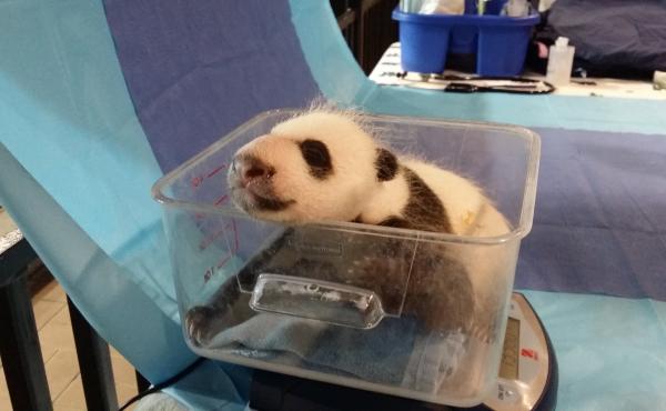 Keepers had an opportunity to weigh the 4.5 week-old giant panda cub on Sept. 21. Keepers had an opportunity to weigh the 4.5 week-old giant panda cub on Sept. 21.
