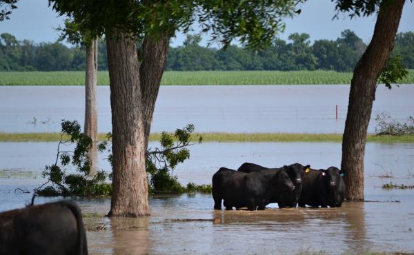 Cattle stand in floodwaters at 44 Farms in Cameron, Texas. The water demolished fences and ruined crops planted as feed. Cattle stand in floodwaters at 44 Farms in Cameron, Texas. The water demolished fences and ruined crops planted as feed.