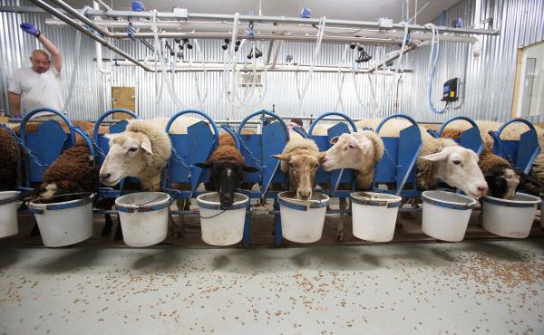 While feasting on a breakfast of hearty grains, the ewes at Dayspring Dairy are milked in two aisles with 12 ewes per aisle. Some have names like Valentine, Fuzzy Nibbleton, July, Cannonball and Latte. While feasting on a breakfast of hearty grains, the ewes at Dayspring Dairy are milked in two aisles with 12 ewes per aisle. Some have names like Valentine, Fuzzy Nibbleton, July, Cannonball and Latte.