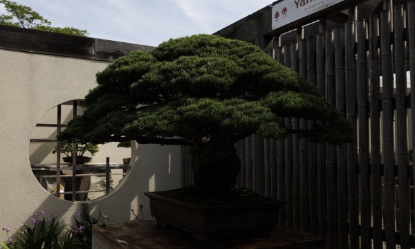 Yamaki Pine