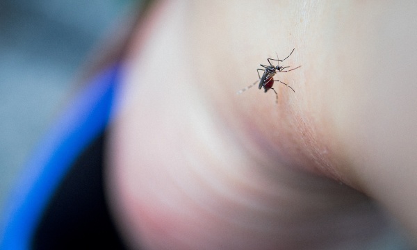 LK_Mosquitoes-6.jpg