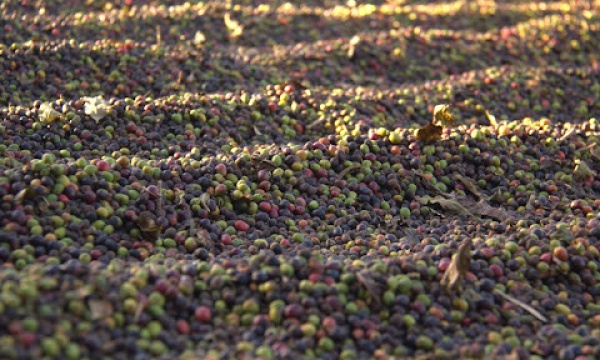 Coffee fruit up close. Each one is a bit smaller than a cherry tomato.