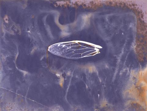 Joshua White - Cicada Wing