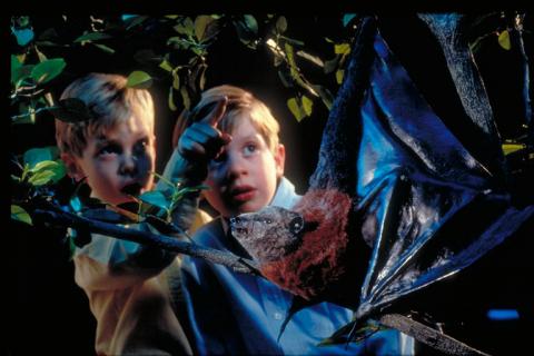 Masters of the Night: The True Story of Bats