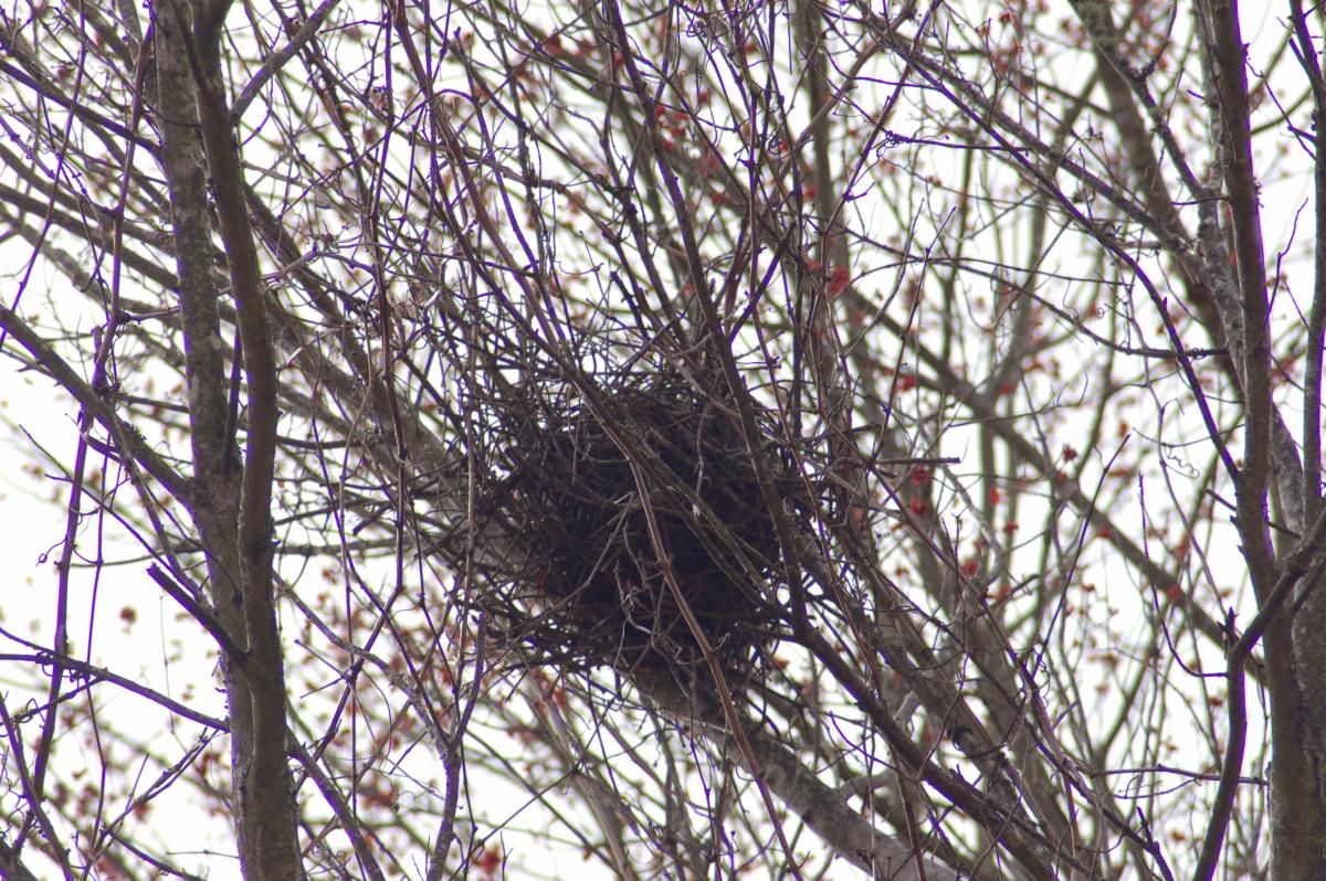 When Hawks Attack! Area Birds Ready To Defend Their Nests 88.5 WFDD
