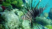 Lionfish, like this one spotted in the Bahamas, are a nonnative predatory fish that can decimate native fish populations. Lionfish, like this one spotted in the Bahamas, are a nonnative predatory fish that can decimate native fish populations.