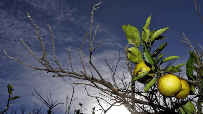 Oranges ripen in a Plant City, Fla., grove on Wednesday. Growers in Florida, Texas and California are worried about citrus greening, a disease that makes the fruit bitter and unmarketable. Oranges ripen in a Plant City, Fla., grove on Wednesday. Growers in Florida, Texas and California are worried about citrus greening, a disease that makes the fruit bitter and unmarketable.