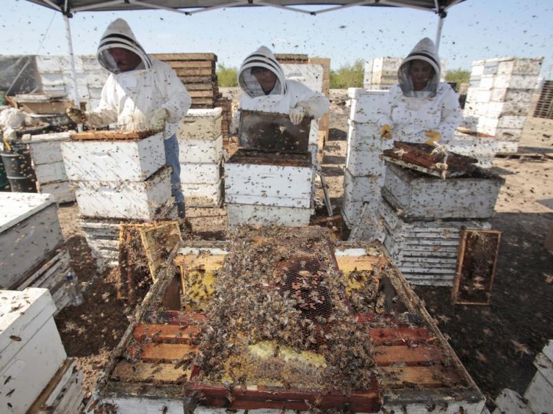 Workers clear honey from dead beehives at a bee farm east of Merced, Calif. Workers clear honey from dead beehives at a bee farm east of Merced, Calif.