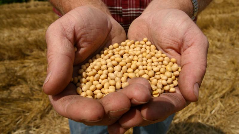 A farmer holds Monsanto's A farmer holds Monsanto's