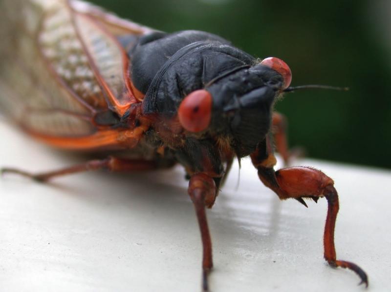 Cicada: It's what's for dinner? Cicada: It's what's for dinner?