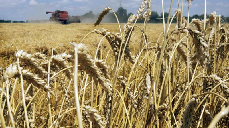 Genetically modified wheat has been discovered growing in a field in Oregon. GMO wheat is not approved for sale in the U.S. Above, a wheat field in Arkansas. Genetically modified wheat has been discovered growing in a field in Oregon. GMO wheat is not approved for sale in the U.S. Above, a wheat field in Arkansas.
