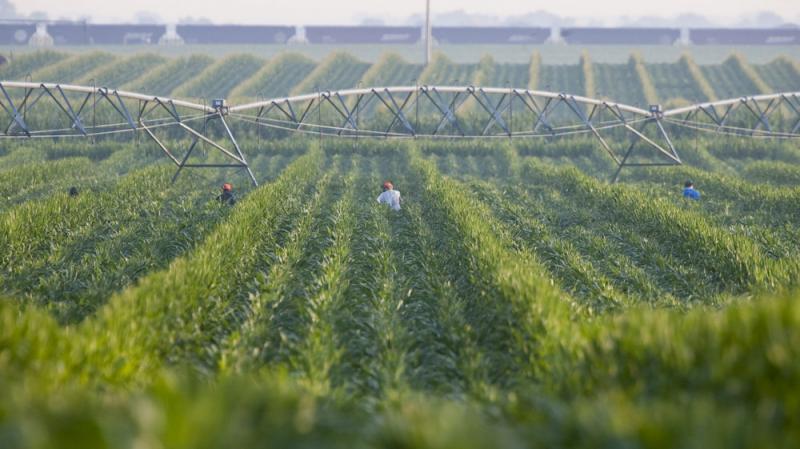 An irrigation pivot waters a corn field in Nebraska. Many farmers in Nebraska and Kansas rely on irrigation to water their corn fields. But the underground aquifer they draw from will run dry. An irrigation pivot waters a corn field in Nebraska. Many farmers in Nebraska and Kansas rely on irrigation to water their corn fields. But the underground aquifer they draw from will run dry.