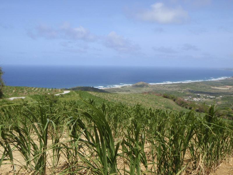 The sugar cane fields of Barbados. The sugar cane fields of Barbados.