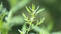An extract of sweet wormwood has been used in China for thousands of years to treat malaria, but being able to make mass quantities of the extract has been elusive, until now. An extract of sweet wormwood has been used in China for thousands of years to treat malaria, but being able to make mass quantities of the extract has been elusive, until now.