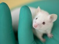 The underlying biology of age-related memory glitches — in old mice and old people — is different from what happens with Alzheimer's, recent research suggests. The underlying biology of age-related memory glitches — in old mice and old people — is different from what happens with Alzheimer's, recent research suggests.