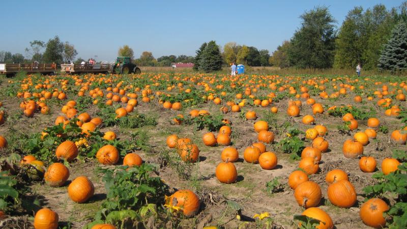 The pumpkin patch at Waldoch Farm in Lino Lakes, Minn. The pumpkin patch at Waldoch Farm in Lino Lakes, Minn.