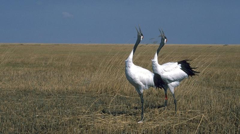 Mated pairs of red-crowned cranes perform a "unison call," a complex and extended series of calls between the male and female that reinforces the pair bond. Mated pairs of red-crowned cranes perform a "unison call," a complex and extended series of calls between the male and female that reinforces the pair bond.