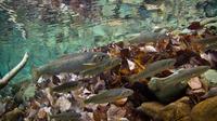 Native Westslope cutthroat trout and bull trout swim in the cool waters of the Flathead River near Glacier National Park, Montana. Native Westslope cutthroat trout and bull trout swim in the cool waters of the Flathead River near Glacier National Park, Montana.