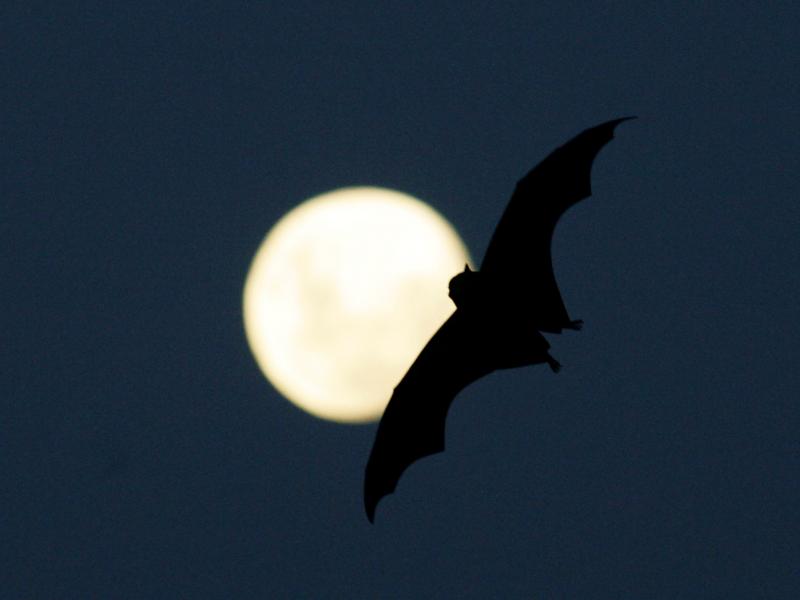 Echolocation is second nature to animals such as bats and dolphins. Can humans also find their way using sound as a tool? Echolocation is second nature to animals such as bats and dolphins. Can humans also find their way using sound as a tool?