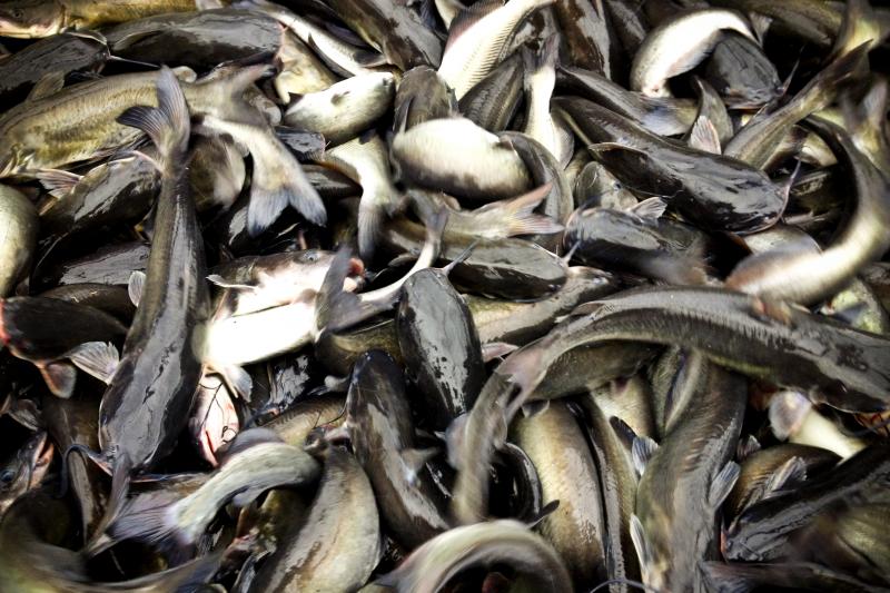 Freshly caught catfish wriggle in large nets in Doddsville, Miss. Freshly caught catfish wriggle in large nets in Doddsville, Miss.