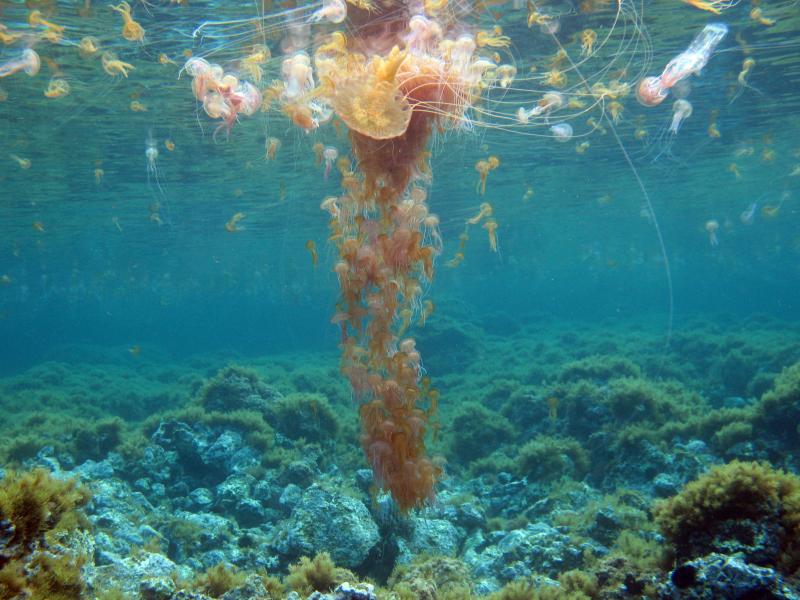 Marine biologist Stefano Piraino thinks overfishing is one of the reasons jellyfish populations are growing. He said if you take fish out of the oceans, it leaves more food for jellyfish. The jellyfish here are known as Pelagia noctiluca, the mauve stinge Marine biologist Stefano Piraino thinks overfishing is one of the reasons jellyfish populations are growing. He said if you take fish out of the oceans, it leaves more food for jellyfish. The jellyfish here are known as Pelagia noctiluca, the mauve stinge