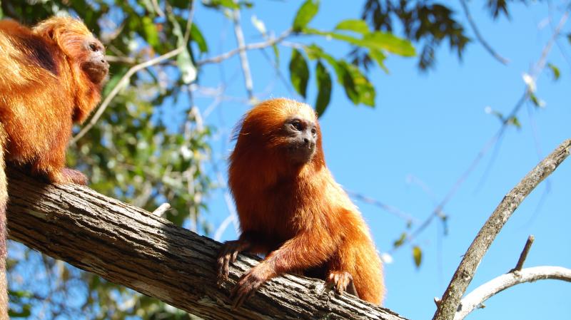 The wild population of the golden lion tamarin, which lives only in Brazil's Atlantic Forest, fell to just 200 in the 1970s. Conservationists have helped the species rebound, but the monkeys are still at risk as development encroaches on their remaining h The wild population of the golden lion tamarin, which lives only in Brazil's Atlantic Forest, fell to just 200 in the 1970s. Conservationists have helped the species rebound, but the monkeys are still at risk as development encroaches on their remaining h