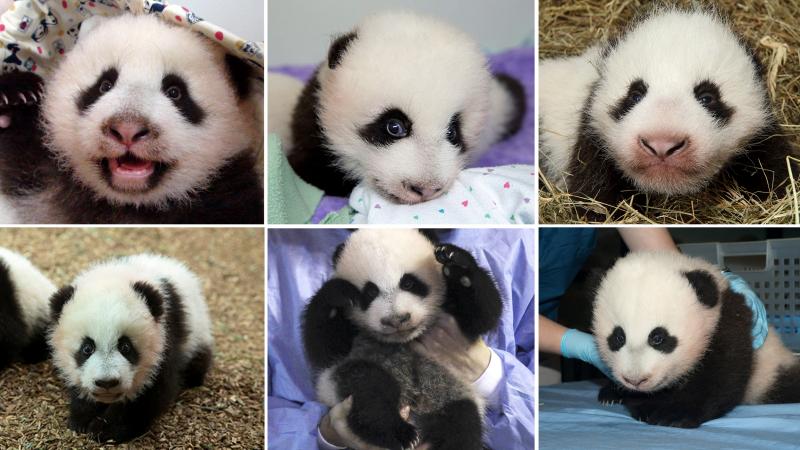 (Clockwise, from left)Yuanzai; Mei Huan; Happy Leopard; Mei Lun; Xing Bao; Bao Bao. (Clockwise, from left)Yuanzai; Mei Huan; Happy Leopard; Mei Lun; Xing Bao; Bao Bao.