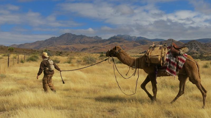 The Texas Camel Corps guides camel treks through the Big Bend region of Texas, where such animals once served American settlers in the late 1800s. The Texas Camel Corps guides camel treks through the Big Bend region of Texas, where such animals once served American settlers in the late 1800s.