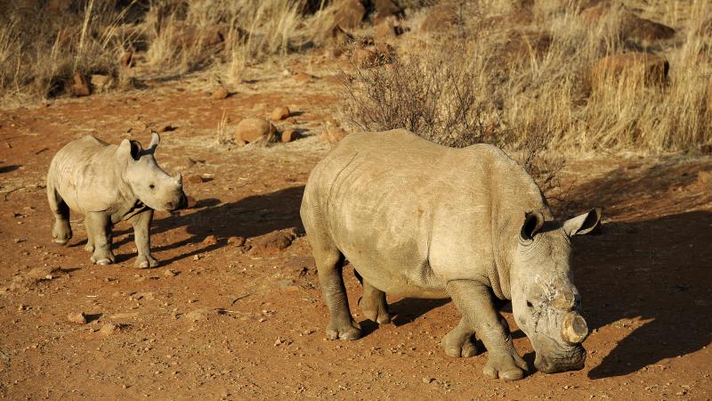 A black dehorned rhinoceros is followed by a calf at the Bona Bona Game Reserve in 2012. South Africa has seen a devastating increase in poaching in recent years as black-market demand for rhino horn has grown. A black dehorned rhinoceros is followed by a calf at the Bona Bona Game Reserve in 2012. South Africa has seen a devastating increase in poaching in recent years as black-market demand for rhino horn has grown.
