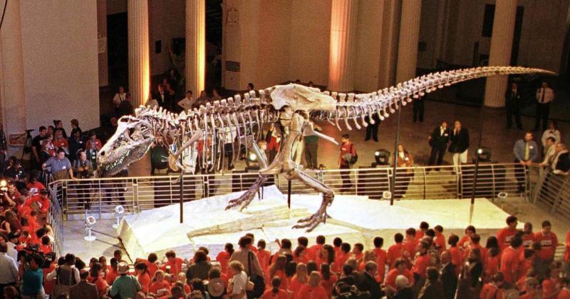 "Sue," the Tyranosaurus rex skeleton, is one of the most famous exhibits at Chicago's Field Museum of Natural History "Sue," the Tyranosaurus rex skeleton, is one of the most famous exhibits at Chicago's Field Museum of Natural History